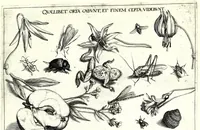Picture 10 of 18 from Archetypa stvdiaqve patris GeorgiI HoefnageliI (1592), leaf 77