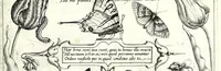 An illustration from Archetypa stvdiaqve patris GeorgiI HoefnageliI (1592)