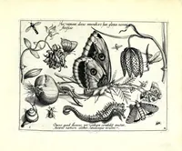 An illustration from Archetypa stvdiaqve patris GeorgiI HoefnageliI (1592)