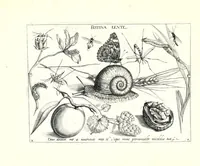 An illustration from Archetypa stvdiaqve patris GeorgiI HoefnageliI (1592)
