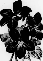 An illustration from The Architect (1905)