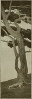 An illustration from The Architect & engineer of California and the Pacific Coast (1905)