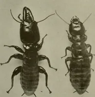 An illustration from Architect and engineer (1905)