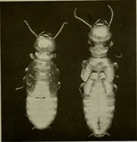 An illustration from Architect and engineer (1905)
