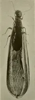 An illustration from Architect and engineer (1905)