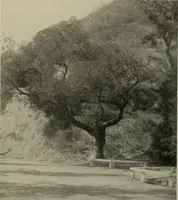 An illustration from Architect and engineer (1905)