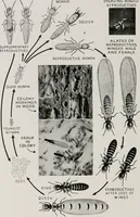 An illustration from Architect and engineer (1905)
