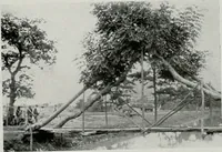 Picture 66 of 261 from Architect and engineer (1905), leaf 106