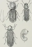 An illustration from Architect and engineer (1905)