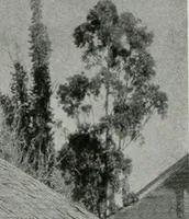 An illustration from Architect and engineer (1905)