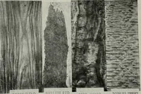 Picture 154 of 416 from The Architect & engineer of California and the Pacific Coast (1905), leaf 203