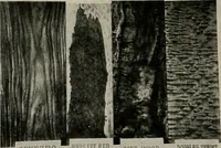 Picture 298 of 416 from The Architect & engineer of California and the Pacific Coast (1905), leaf 385