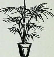 An illustration from Architect and engineer (1905)