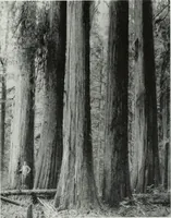 Picture 171 of 434 from Architect and engineer (1905), leaf 186