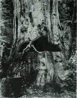 An illustration from Architect and engineer (1905)