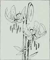 An illustration from Architect and engineer (1905)
