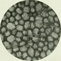 Picture 211 of 213 from The Architect & engineer of California and the Pacific Coast (1905), leaf 294