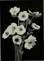 An illustration from The Architect & engineer of California and the Pacific Coast (1905)