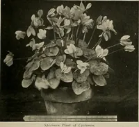 Picture 234 of 503 from The Architect & engineer of California and the Pacific Coast (1905), leaf 404