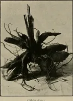 Picture 310 of 503 from The Architect & engineer of California and the Pacific Coast (1905), leaf 557