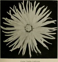 Picture 313 of 503 from The Architect & engineer of California and the Pacific Coast (1905), leaf 558