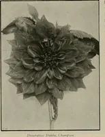 An illustration from The Architect & engineer of California and the Pacific Coast (1905)