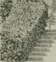 An illustration from The Architect & engineer of California and the Pacific Coast (1905)