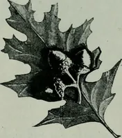 An illustration from Architect and engineer (1905)