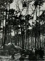Picture 80 of 464 from Architect and engineer (1905), leaf 89