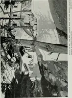 An illustration from Architect and engineer (1905)