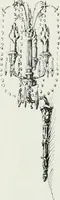 Picture 57 of 352 from Architect and engineer (1905), leaf 74
