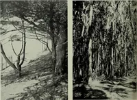 An illustration from Architect and engineer (1905)