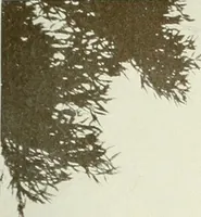 Picture 40 of 412 from Architect and engineer (1905), leaf 56