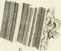 An illustration from The architectural antiquities of Great Britain : represented and illustrated in a series of views, elevations, plans, sections, and details, of various ancient English edifices : with historical and descriptive accounts of each (1807)