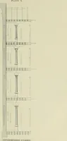An illustration from Architectural proportion, illustrated : a new system of proportion showing the relation between an order of architecture and a building of any kind : rules for finding the height of foundations, bases, water-tables, window sills, doors, windows, balustrades and superimposed stories : width of doors, windows, architraves, pilasters and posts : height and projection of entablatures, cornices, and all exterior finish : also height of bases, window-stools, height and projection of stucco cornices, and interior finish, with many valuable tables (1880)