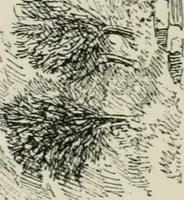 An illustration from The architecture of Provence and the Riviera (1888)