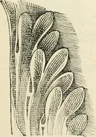 Picture 59 of 170 from Architecture, ou, Art de bien bastir (1547), leaf 114