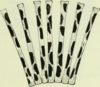 Picture 32 of 83 from Archives des sciences physiques et naturelles (1919), leaf 356