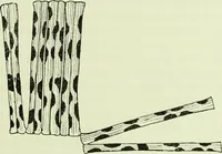 Picture 33 of 83 from Archives des sciences physiques et naturelles (1919), leaf 356