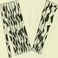 Picture 34 of 83 from Archives des sciences physiques et naturelles (1919), leaf 357