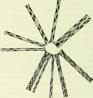 An illustration from Archives des sciences physiques et naturelles (1919)