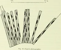 Picture 39 of 83 from Archives des sciences physiques et naturelles (1919), leaf 377