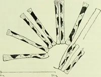 An illustration from Archives des sciences physiques et naturelles (1919)