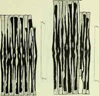 An illustration from Archives des sciences physiques et naturelles (1919)