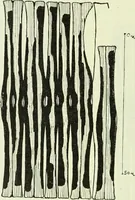Picture 42 of 83 from Archives des sciences physiques et naturelles (1919), leaf 381