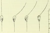 An illustration from Archives des sciences physiques et naturelles (1919)