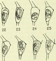 Picture 50 of 83 from Archives des sciences physiques et naturelles (1919), leaf 445