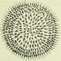 Picture 51 of 83 from Archives des sciences physiques et naturelles (1919), leaf 456