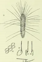 An illustration from Archives des sciences physiques et naturelles (1919)