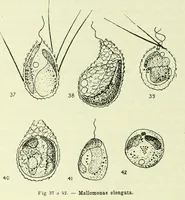 Picture 53 of 83 from Archives des sciences physiques et naturelles (1919), leaf 463